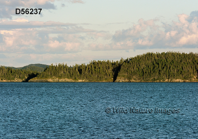 Terra Nova National Park, Newfoundland 